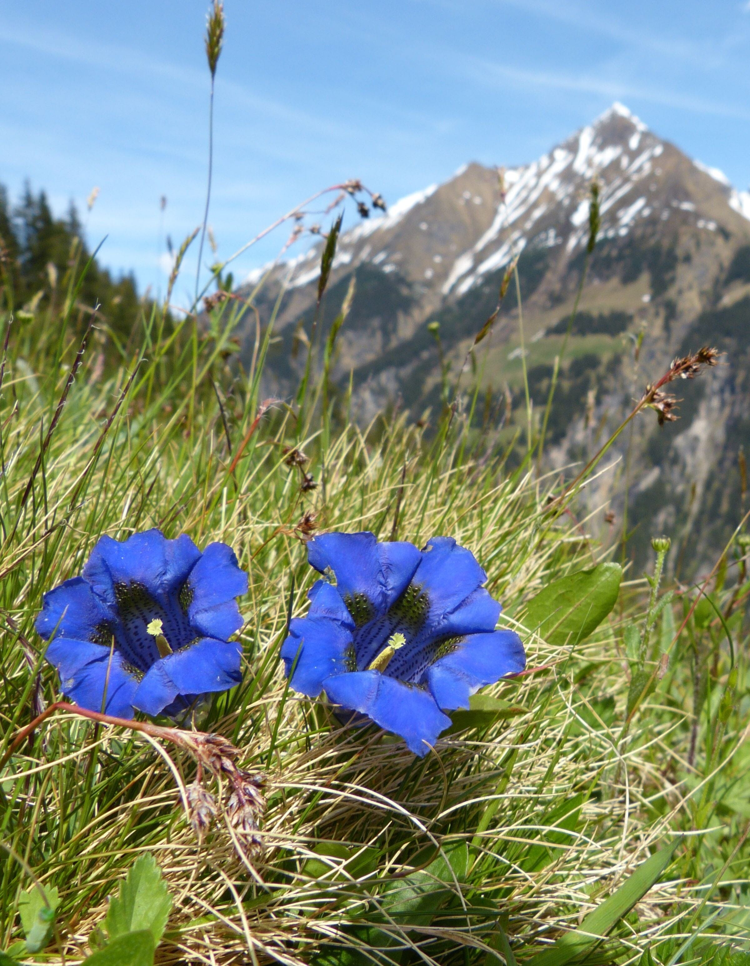 Native Bavarian Flowers and Alpine Plants  Rare Dirndl