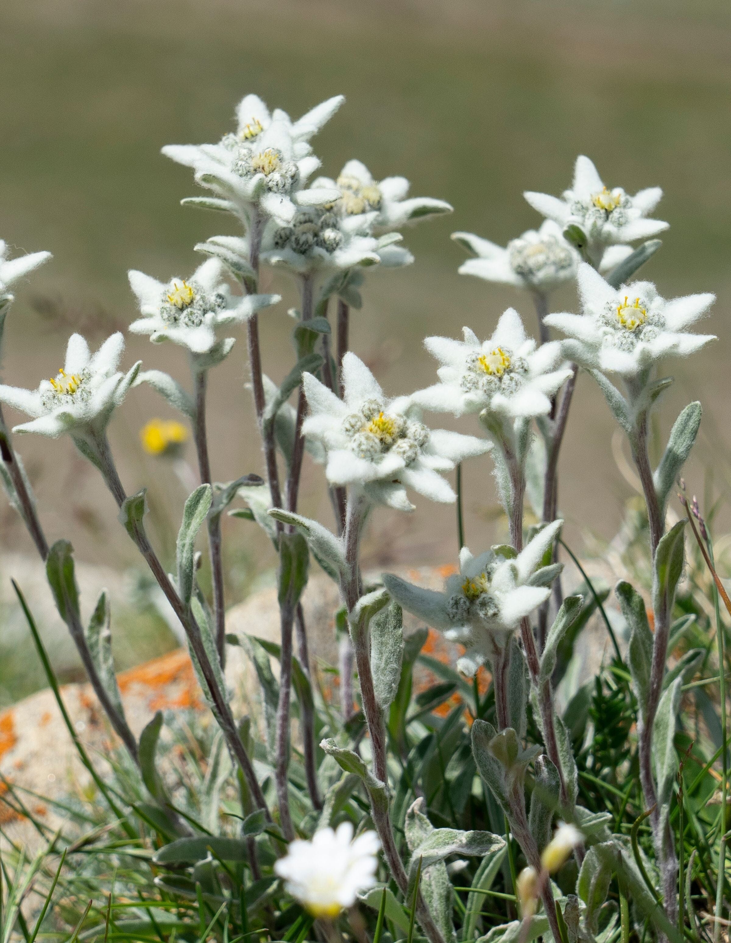 How to Grow Edelweiss at Home: Tips, Tricks, and Planting Advice  Rare  Dirndl