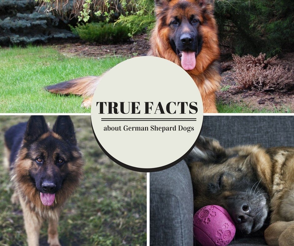 True Facts About German Shepherd Dogs