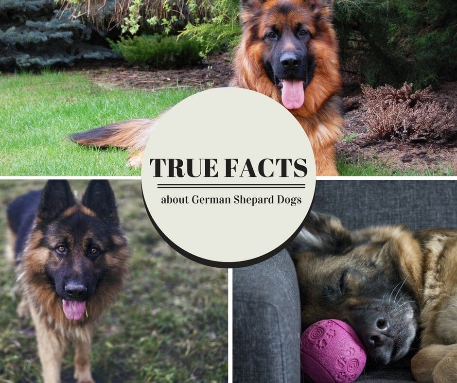 German Shepherd Teeth Chart