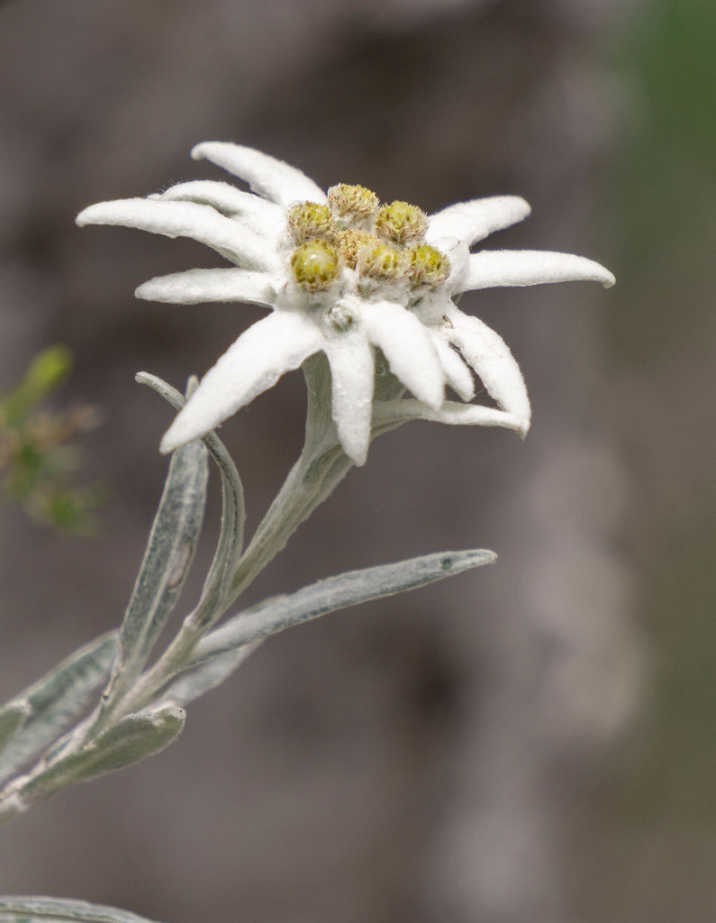 What is an Edelweiss? Why do we love it?