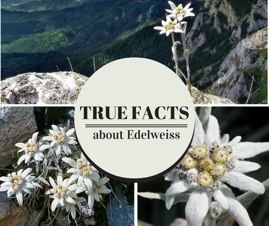 True Facts about Edelweiss